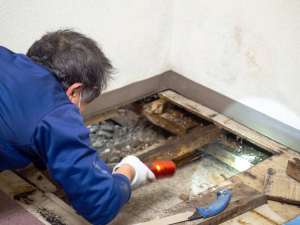 Best HVAC Mold Remediation in Westwego, LA