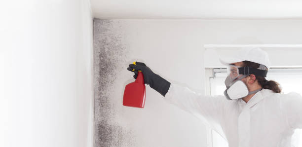 Professional Mold Remediation in Westwego, LA