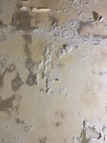 Best Bathroom Mold Remediation in Westwego, LA