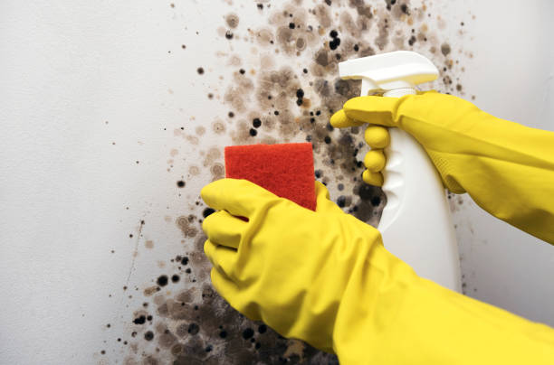 Best Mold Testing and Inspection Services in Westwego, LA