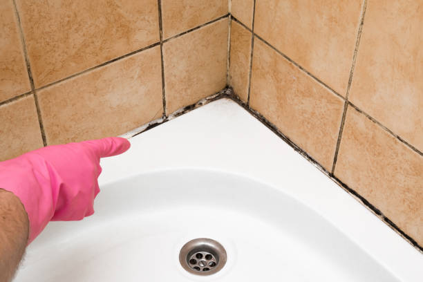 Best White Mold Remediation in Westwego, LA
